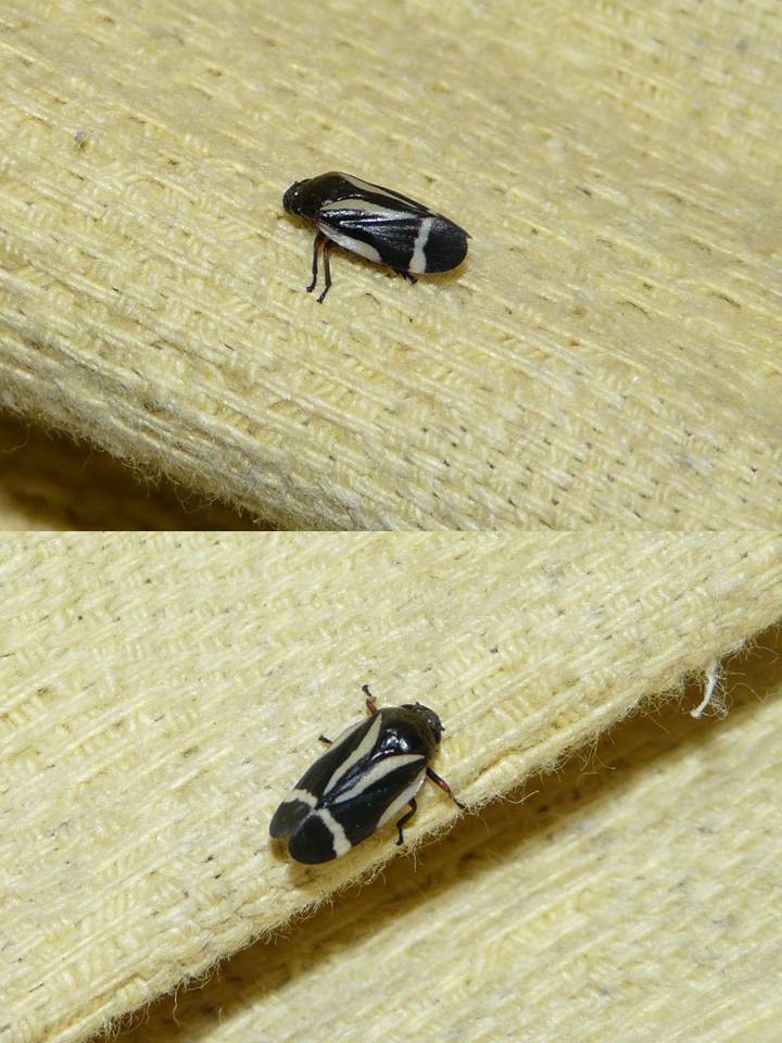 FIGURE 3 FIGURE 3